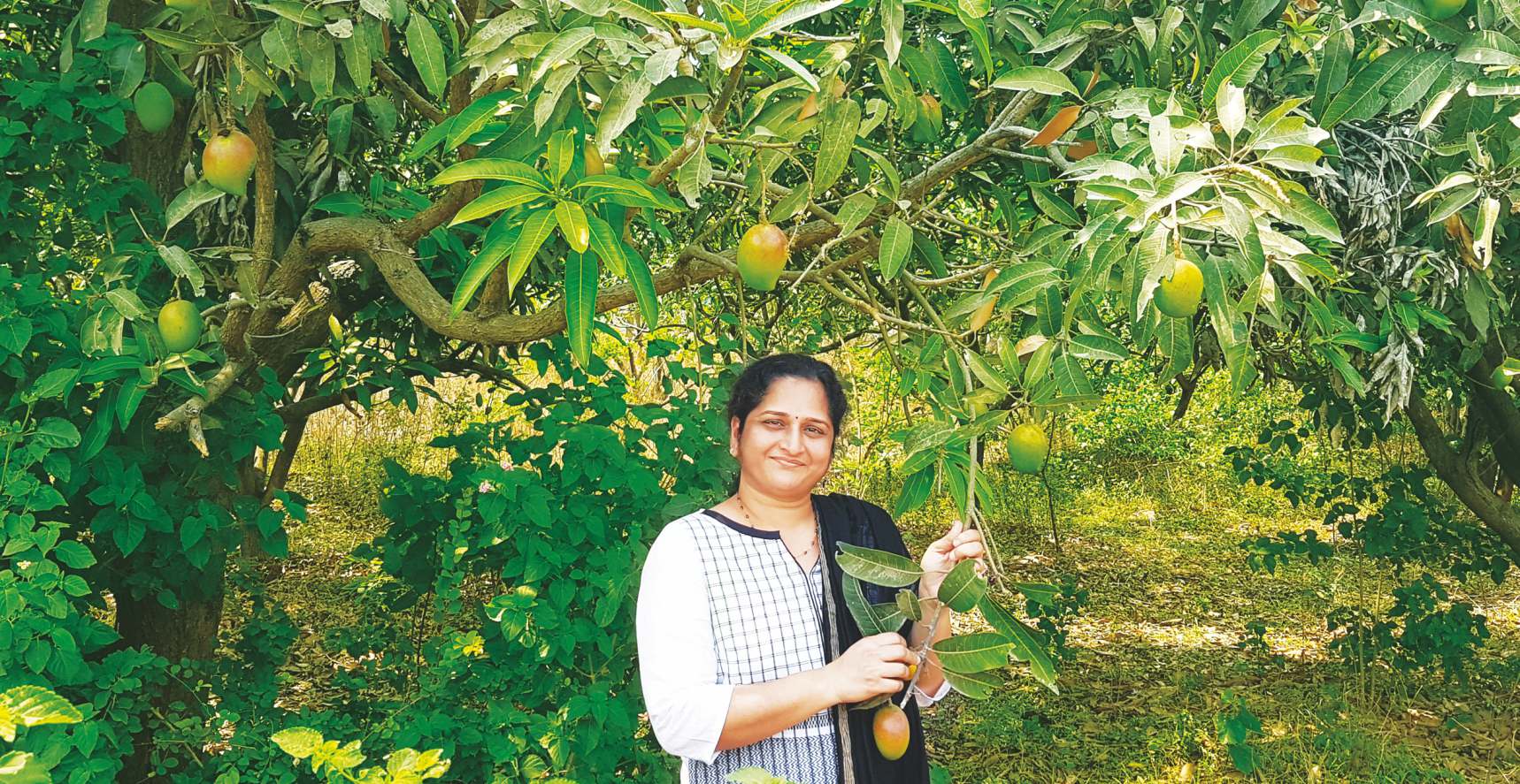 MANGO LEAF EXT — Kollur, Velimela, Hyderabad