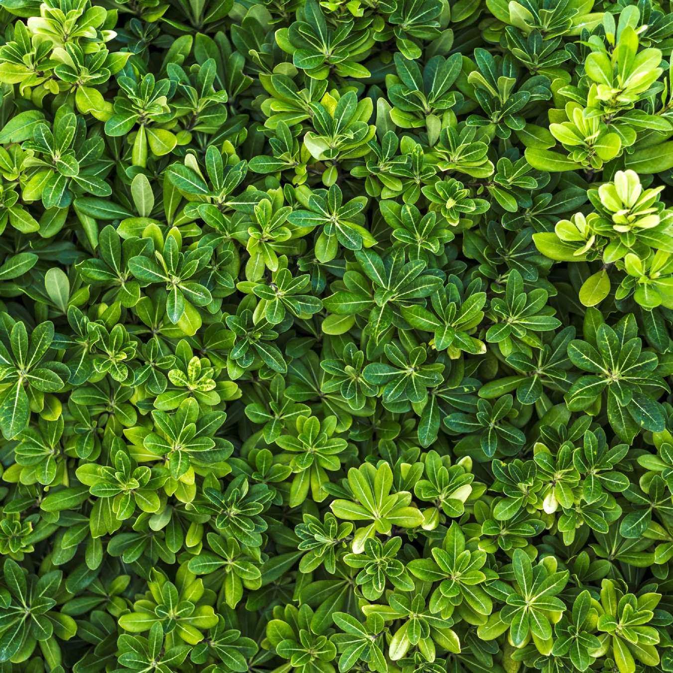 Sterling Orchids — Mallampet, Hyderabad